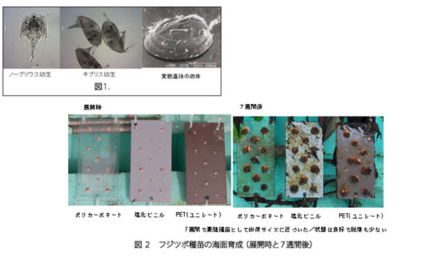 環境と調和した免疫能賦活養殖技術の開発