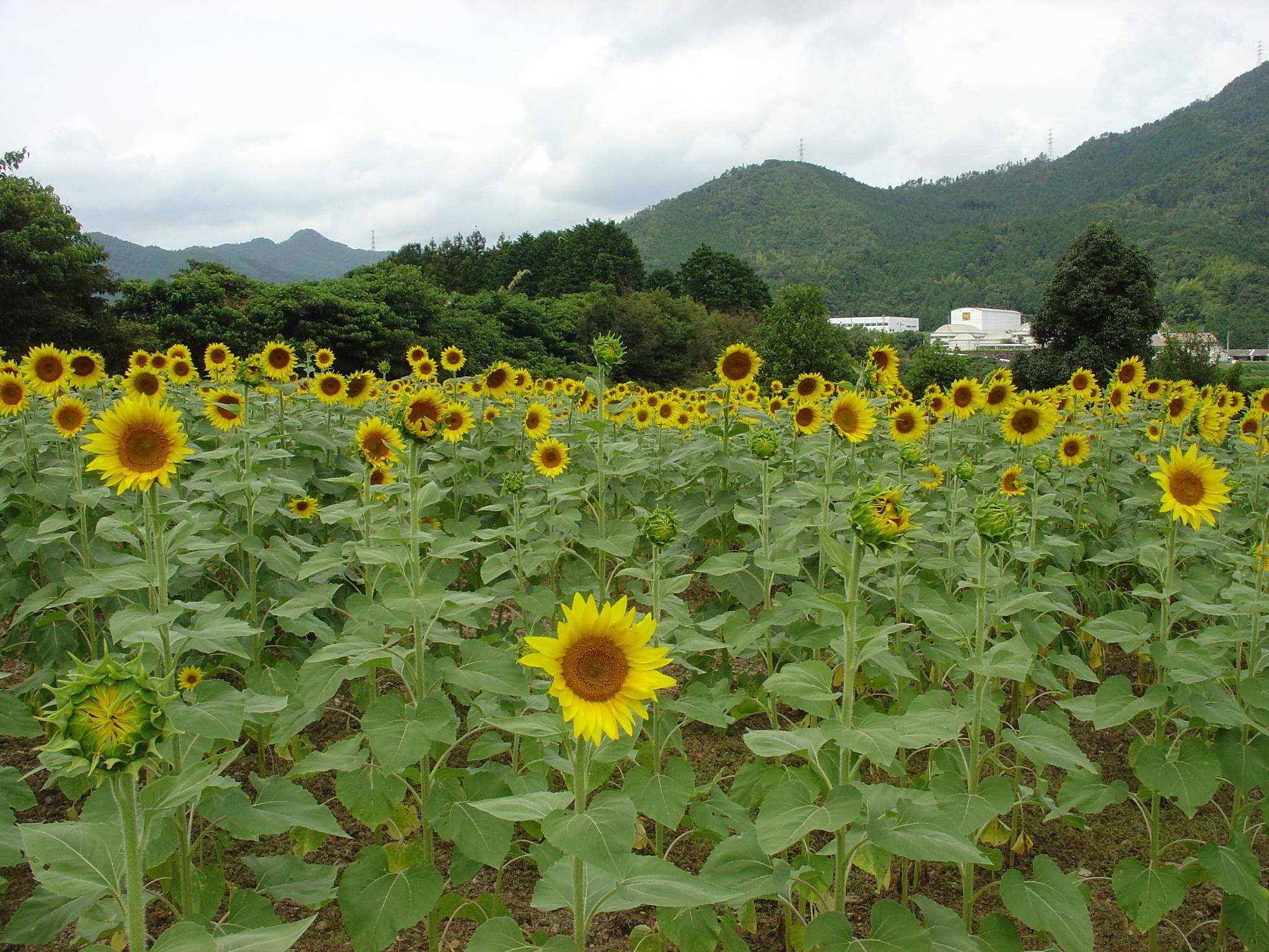 SUNPURE.JPG - 496,877BYTES